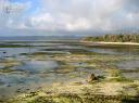 gland_reef01.jpg