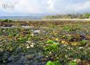 gland_reef04.jpg