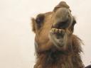 muhammad-camel.jpg